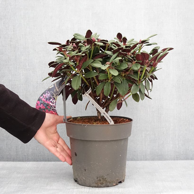 Exemplar von Rhododendron neriiflorum Burletta - Pot de 6L/7L wie im Winter geliefert