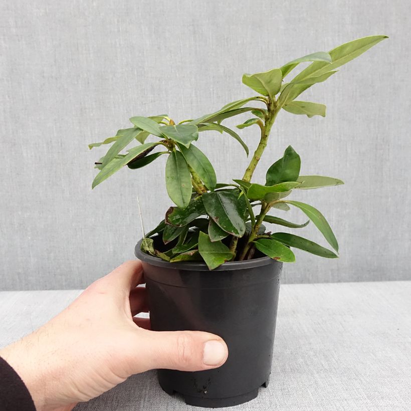 Exemplar von Rhododendron yakushimanum Percy Wiseman Topf 12 cm / 13 cm wie im Winter geliefert