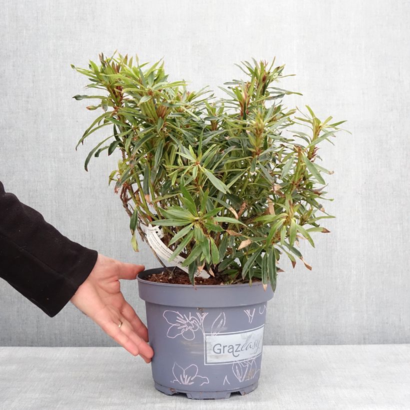 Exemplar von Rhododendron ponticum Grazeasy Dark Pink Pot de 4L/5LHauteur livrée env. 25/30cm wie im Winter geliefert