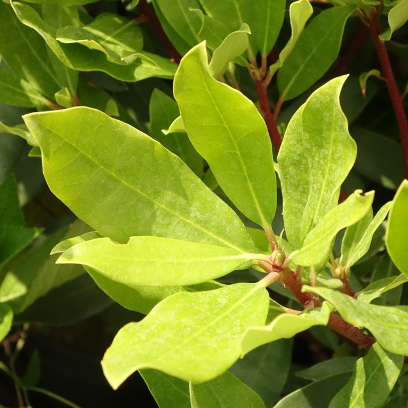 Rhododendron ponticum Roseum (Laub)