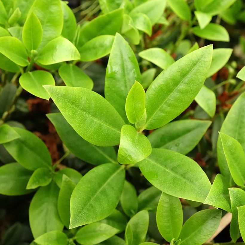 Rhododendron Princess Anne (Laub)