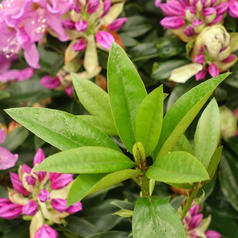 Rhododendron Red Eye (Laub)