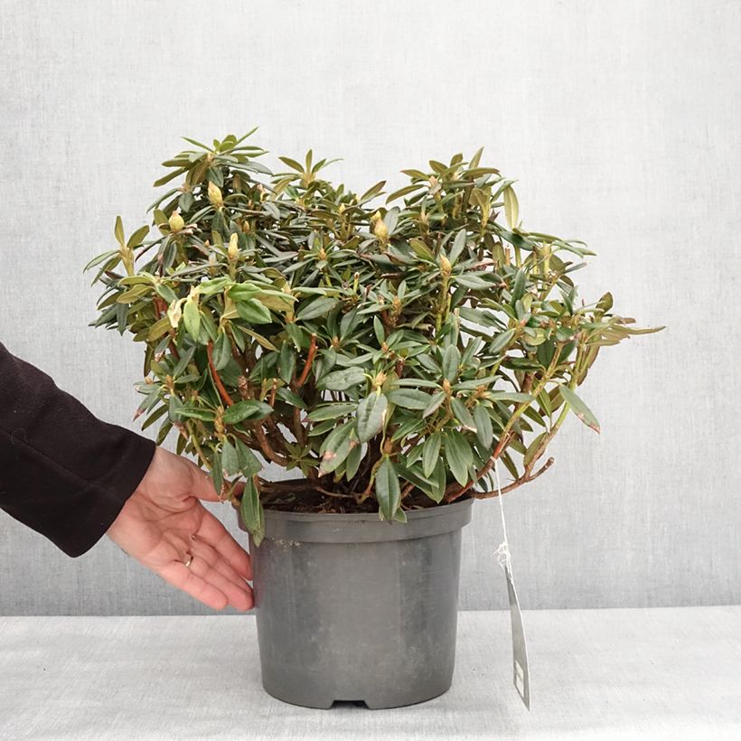 Exemplar von Rhododendron roxieanum Blewbury - Rhododendron nain - Pot de 4L/5L wie im Winter geliefert