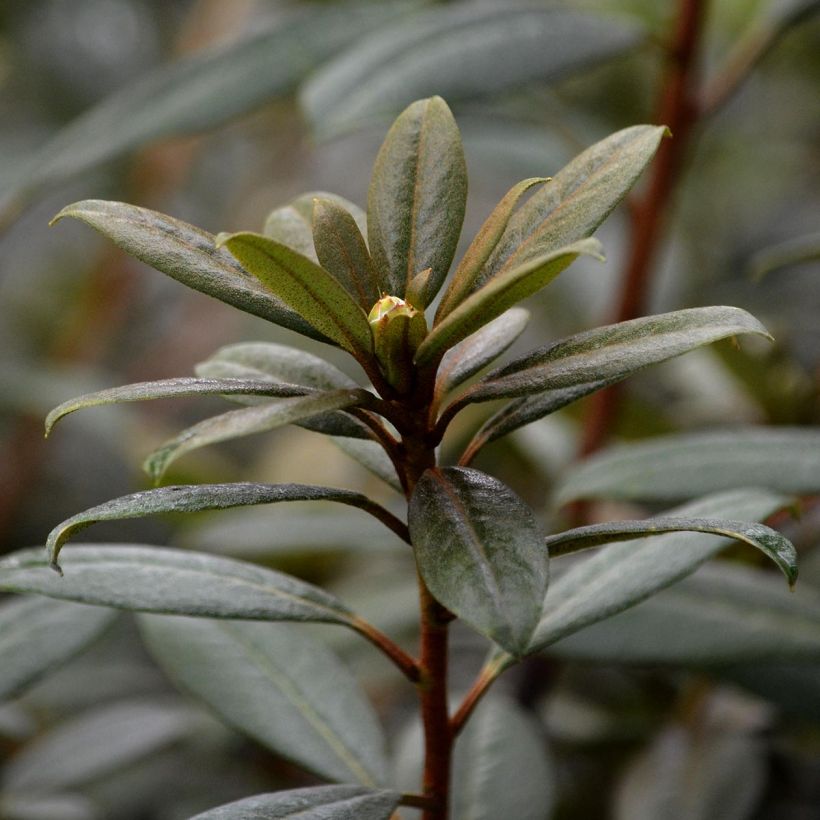 Rhododendron Saffron Queen (Laub)