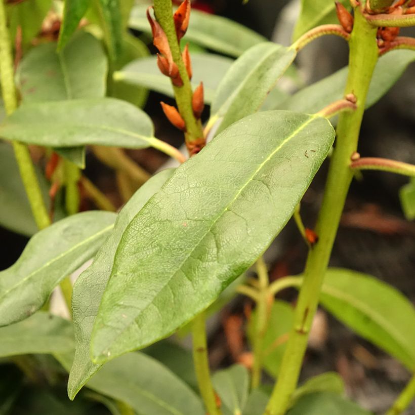 Rhododendron Sappho (Laub)