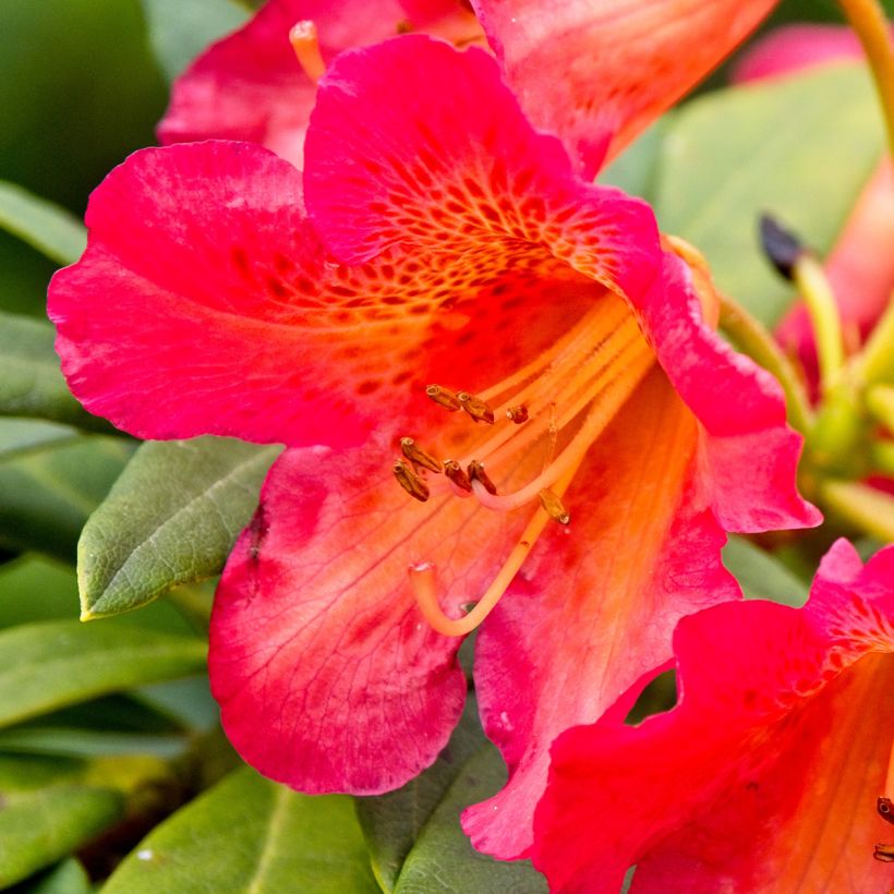 Rhododendron Scyphocalyx (Blüte)