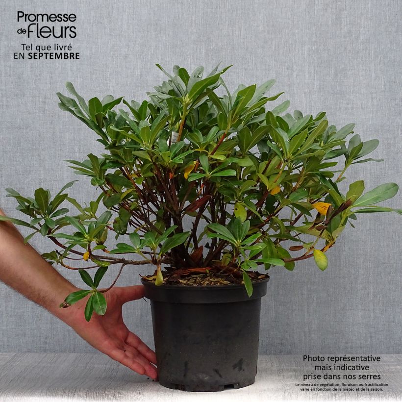 Exemplar von Rhododendron Scyphocalyx Pot de 4L/5L wie im Herbst geliefert