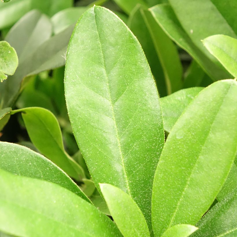 Rhododendron Scyphocalyx (Laub)