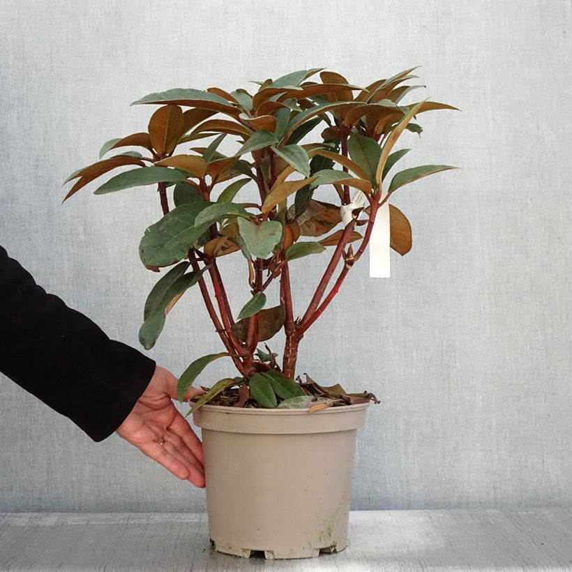 Exemplar von Rhododendron Sir Charles Lemon - Grand rhododendron. Pot de 4L/5L wie im Herbst geliefert