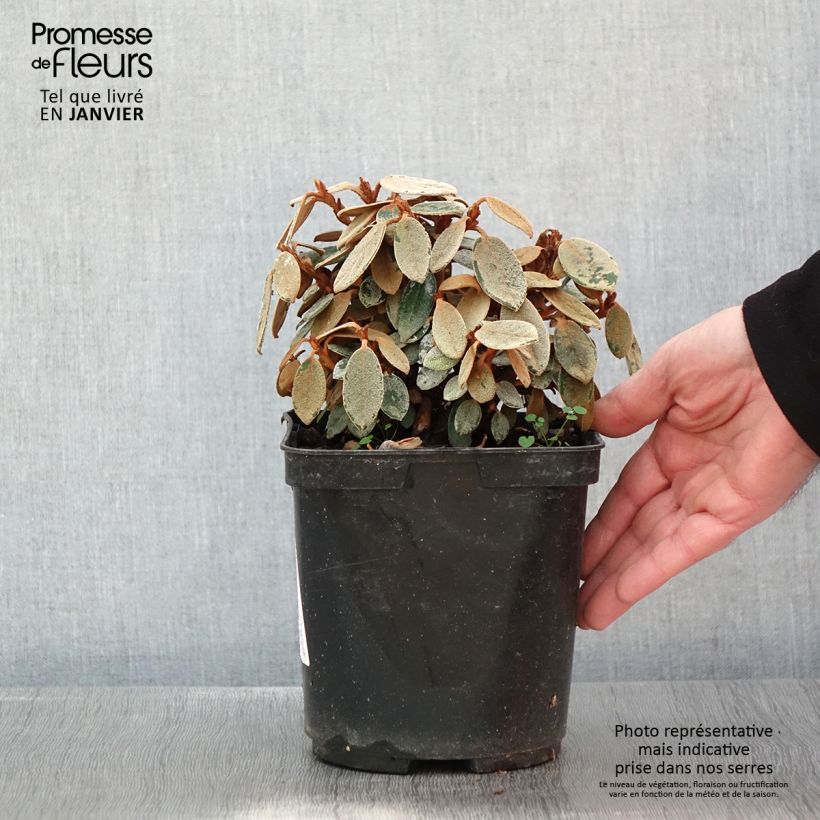 Exemplar von Rhododendron tsariense - rhododendron botanique Pot de 3L/4L wie im Winter geliefert