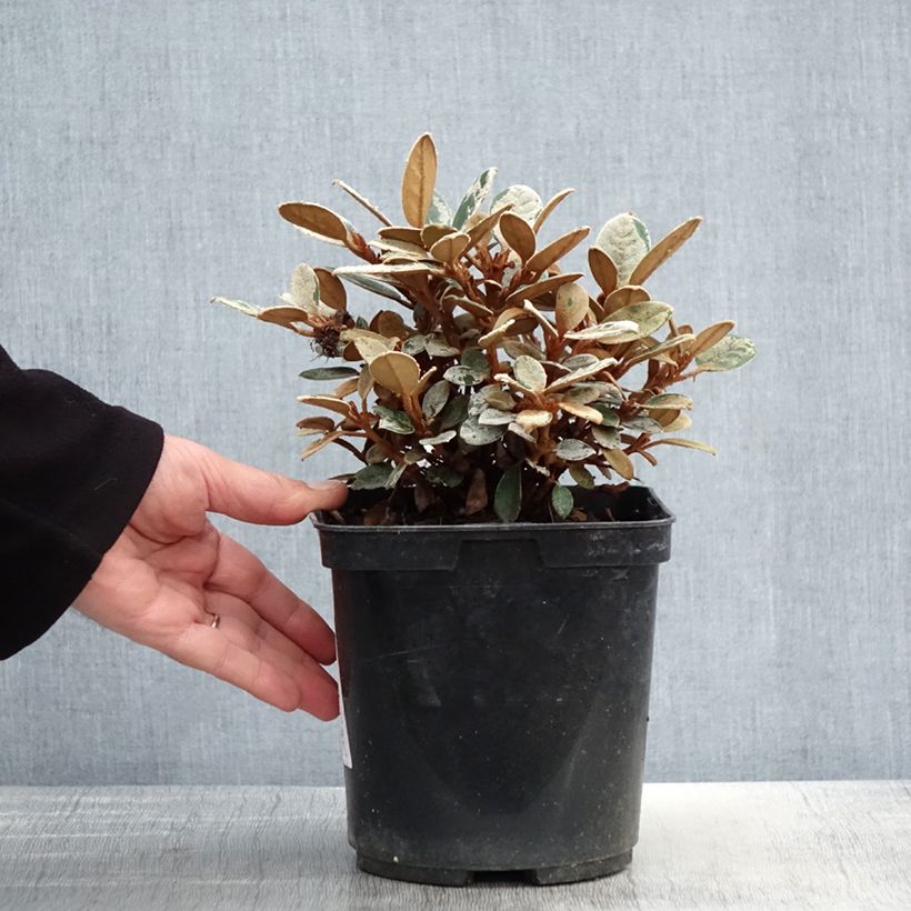 Exemplar von Rhododendron tsariense - rhododendron botanique Pot de 3L/4L wie im Frühjahr geliefert