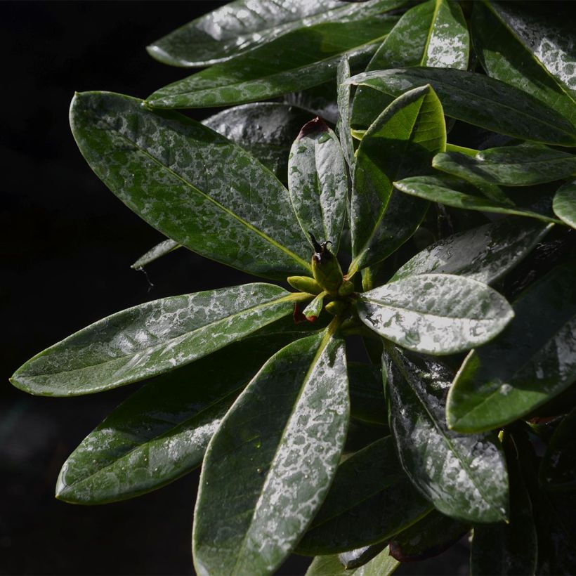 Rhododendron Unique Marmalade (Laub)