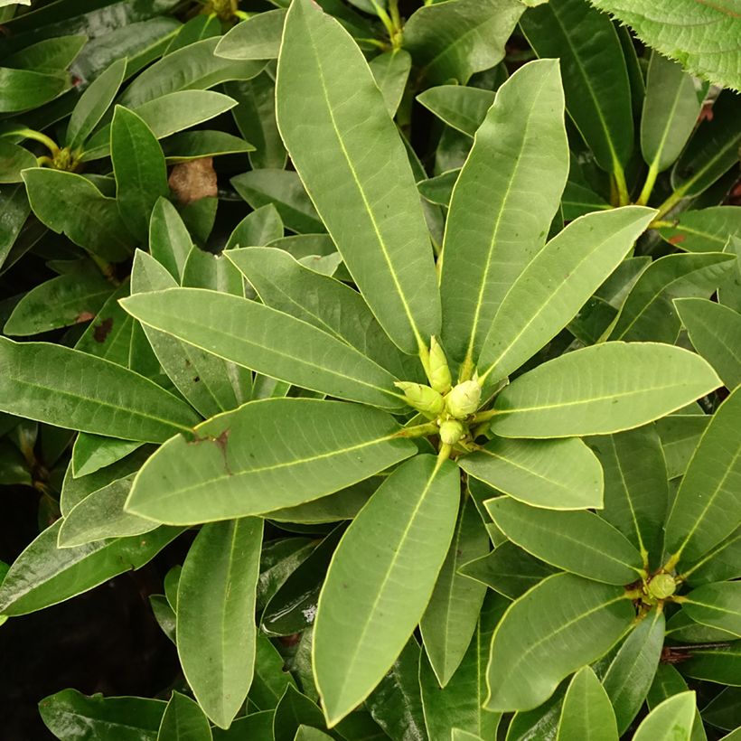 Rhododendron Wilgen's Ruby (Laub)