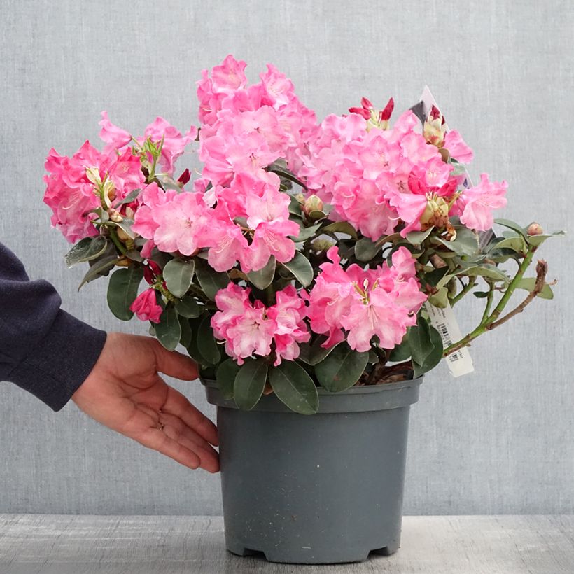 Exemplar von Rhododendron williamsianum Gartendirektor Glocker - Pot de 4L/5L wie im Frühjahr geliefert