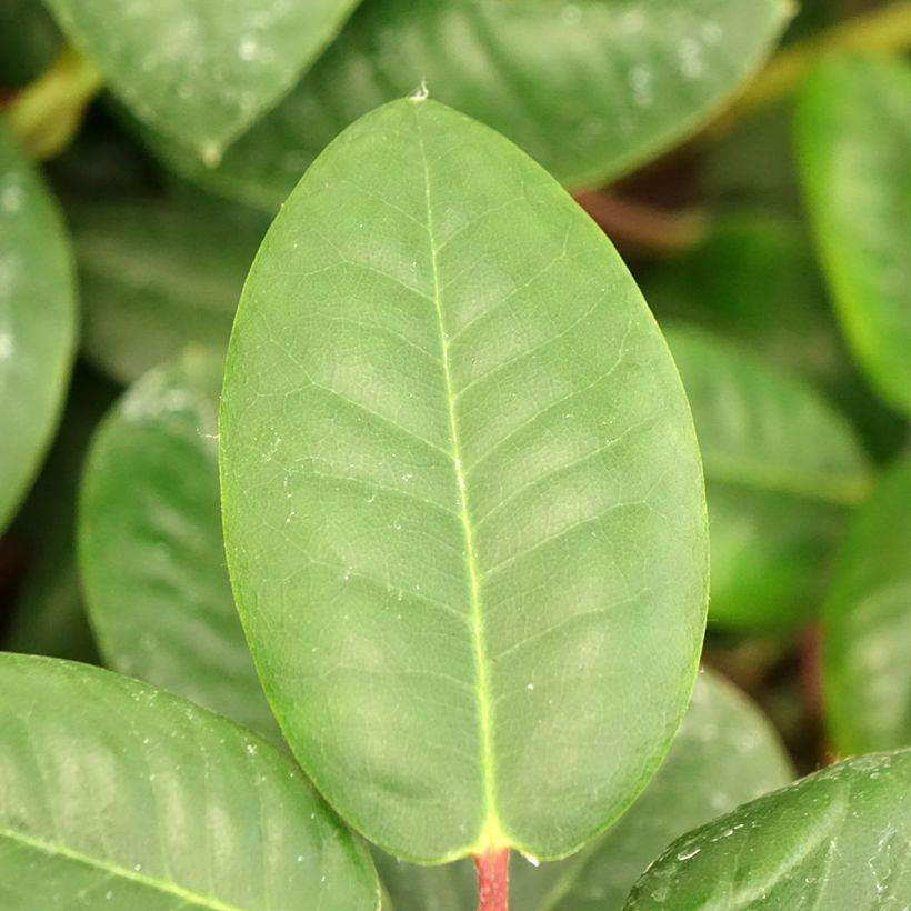 Rhododendron williamsianum Gartendirektor Rieger (Laub)