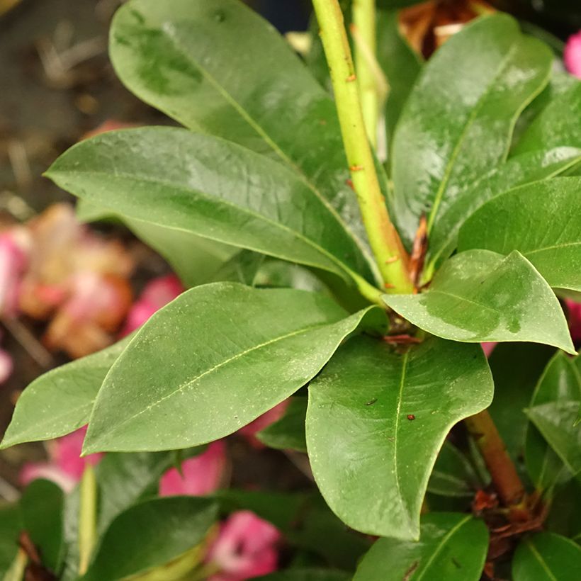 Rhododendron XXL (Laub)