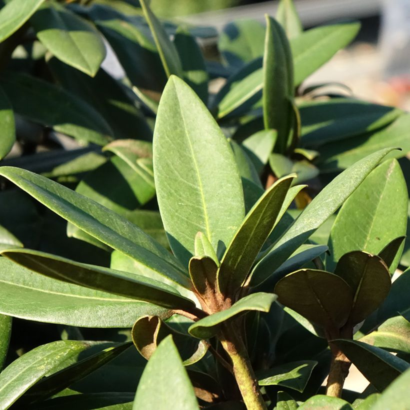 Rhododendron yakushimanum Anuschka (Laub)