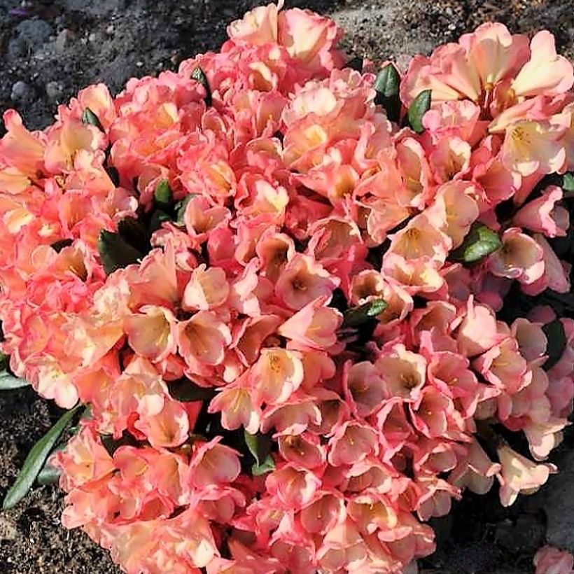 Rhododendron yakushimanum Barbarella (Hafen)