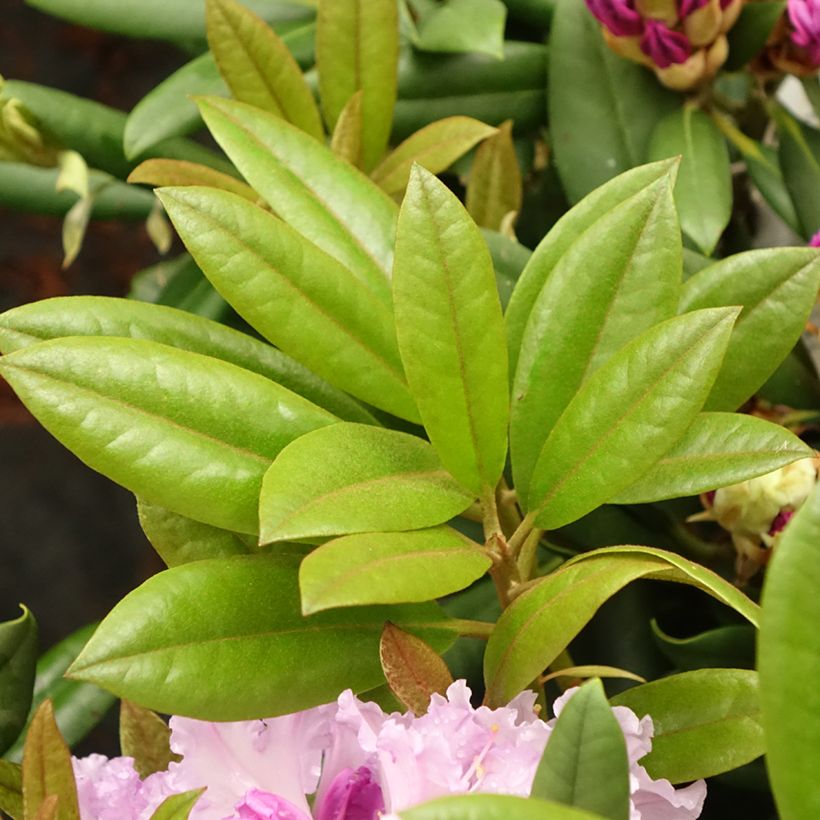 Rhododendron yakushimanum Caroline Allbrook (Laub)