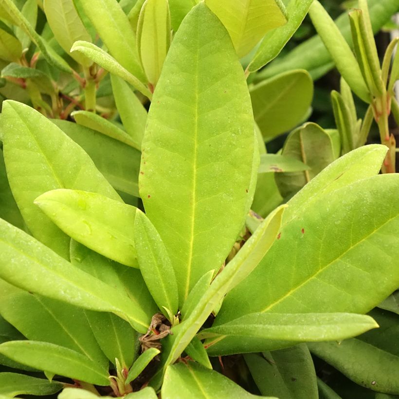 Rhododendron yakushimanum Dopey (Laub)