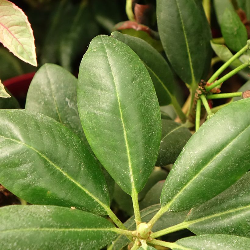 Rhododendron yakushimanum Easydendron Bohlken's Laura (Laub)