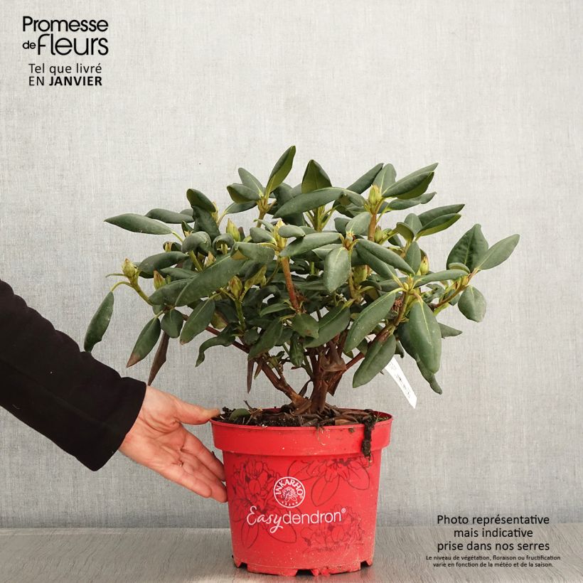 Exemplar von Rhododendron yakushimanum Easydendron Bohlken's Laura - Pot de 4L/5L wie im Winter geliefert