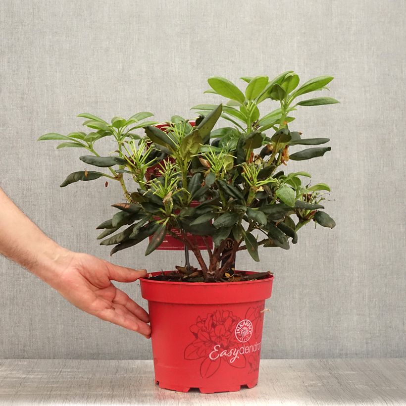 Exemplar von Rhododendron yakushimanum Easydendron Bohlken's Laura - Pot de 4L/5L wie im Frühjahr geliefert