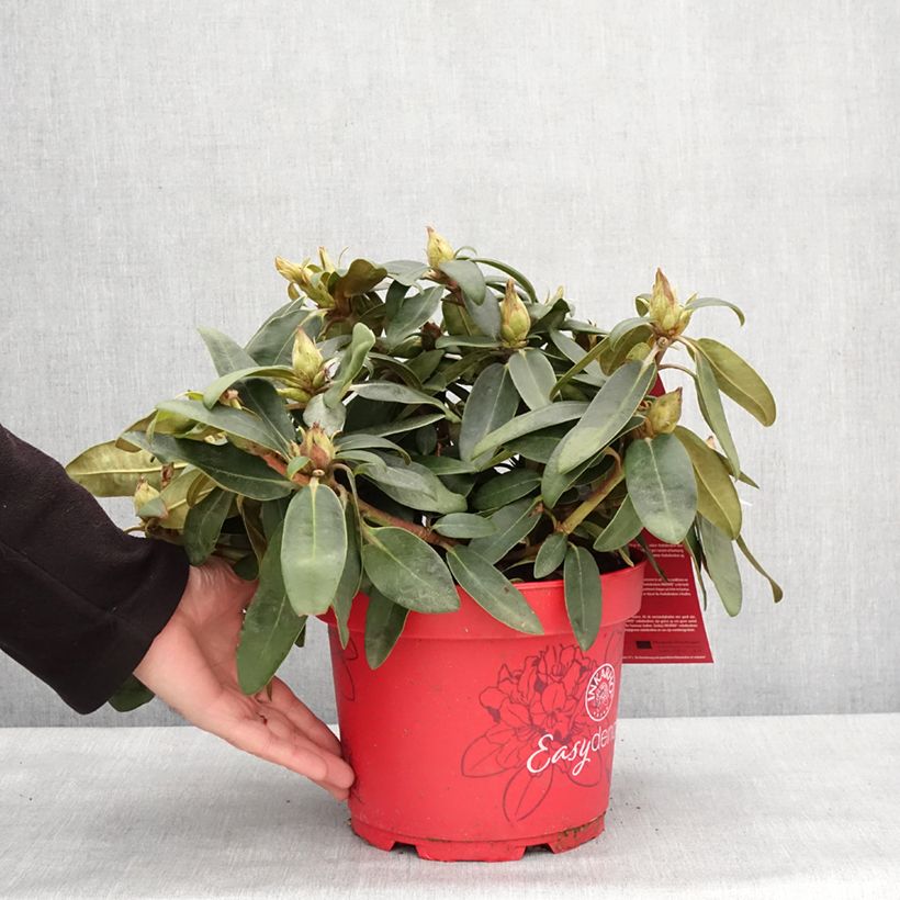 Exemplar von Rhododendron INKARHO® Bohlken's Roter Stern® - Yaku rhododendron Topf mit 4L/5LGelieferte Höhe ca. 25/30cm wie im Winter geliefert