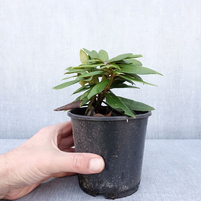 Exemplar von Rhododendron yakushimanum Kalinka - Rhododendron nain - Pot de 12 cm / 13 cm wie im Winter geliefert