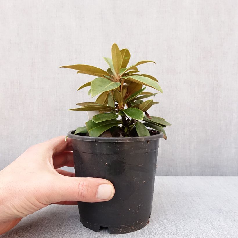 Exemplar von Rhododendron yakushimanum Morgenrot - Rhododendron nain - Pot de 13 cm wie im Winter geliefert