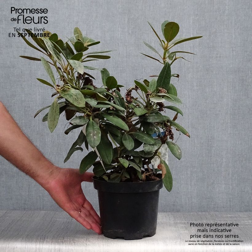 Exemplar von Rhododendron yakushimanum Porzellan - Rhododendron nain Pot de 3L/4L wie im Herbst geliefert