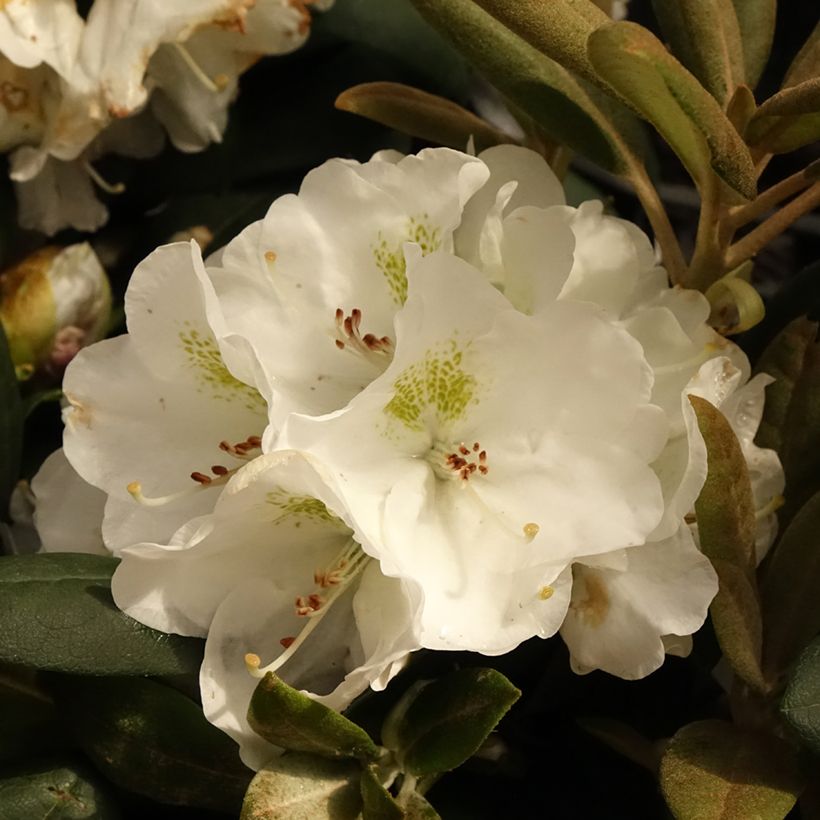 Rhododendron yakushimanum Porzellan (Blüte)