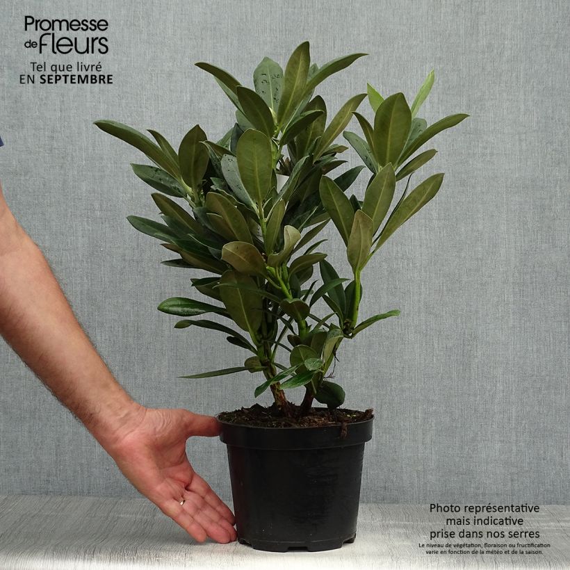 Exemplar von Rhododendron yakushimanum Sneezy Pot de 2L/3L wie im Herbst geliefert