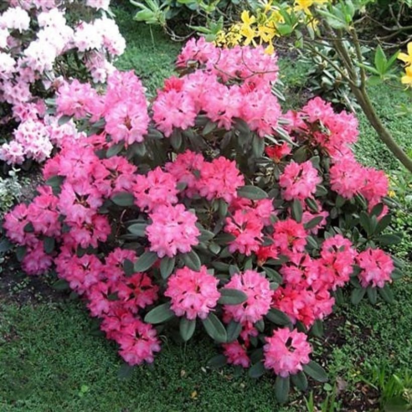 Rhododendron yakushimanum Sneezy (Hafen)