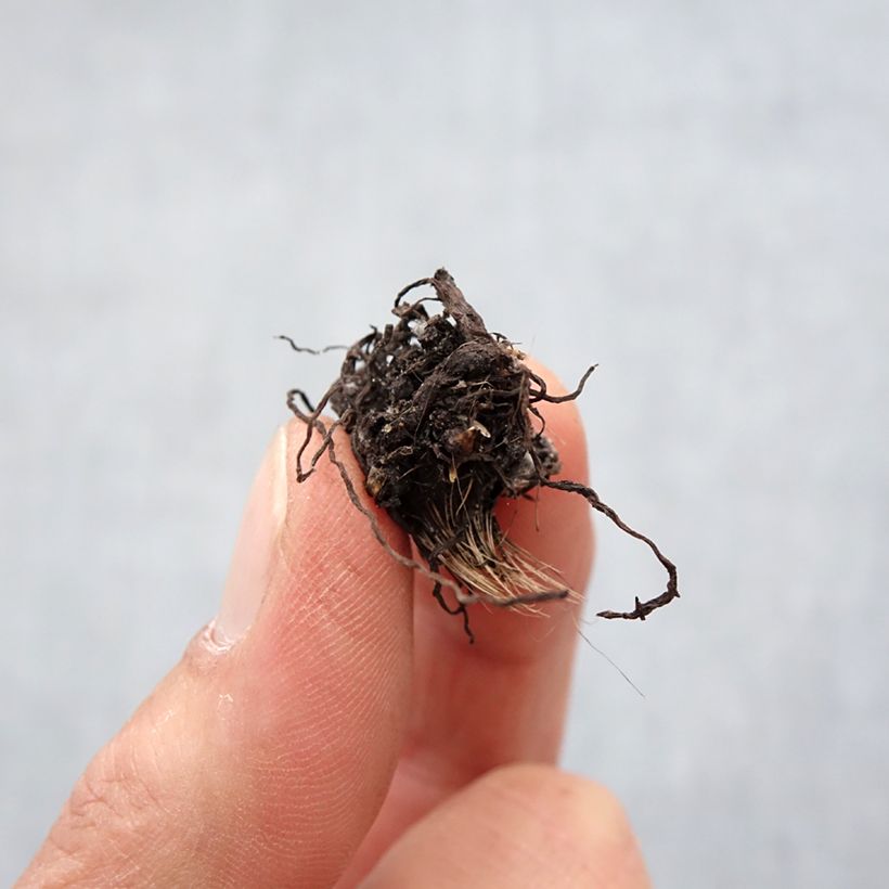 Exemplar von Rhodohypoxis White Princess - Grasstern wie im Frühjahr geliefert