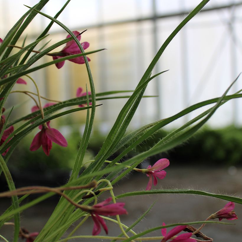 Rhodohypoxis Beverly - Grasstern (Laub)