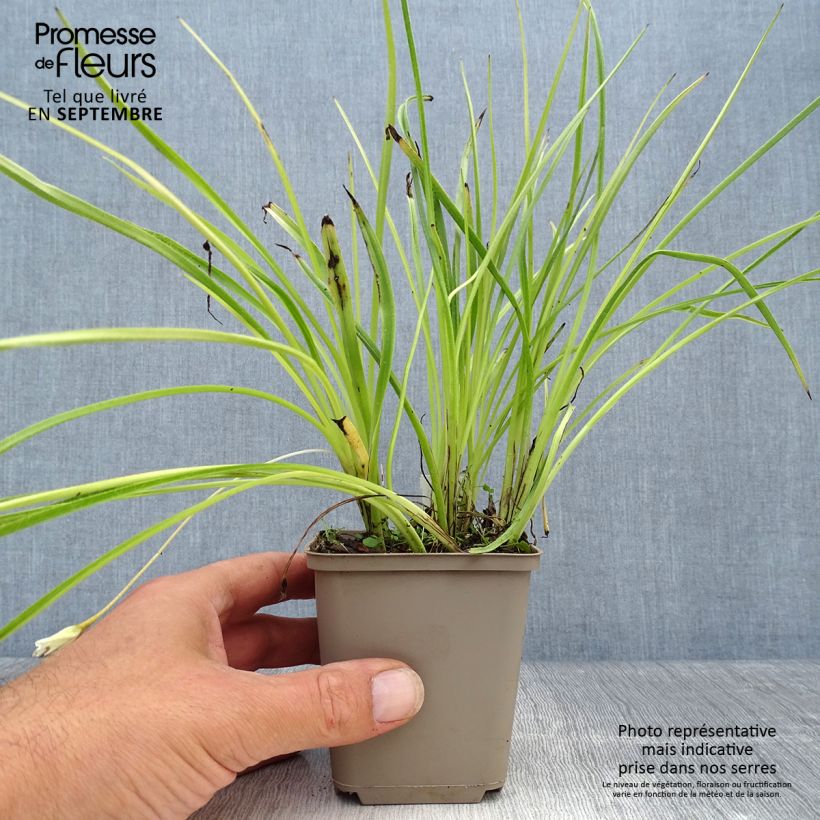 Exemplar von Rhodoxis Summer Stars Peppermint - Grasstern wie im Herbst geliefert