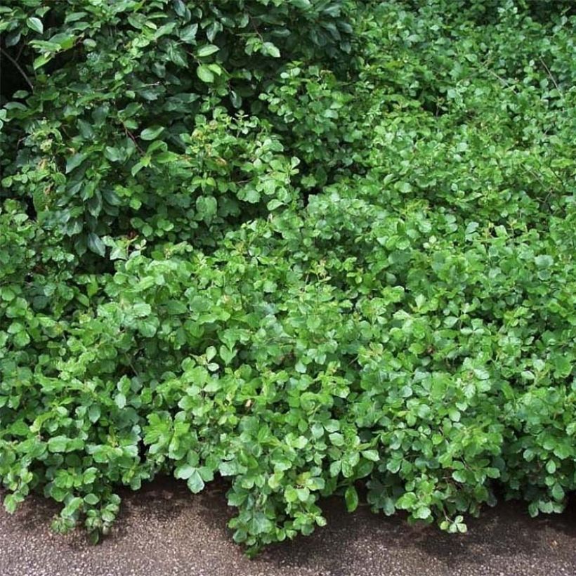 Rhus aromatica Gro-Low - Duftende Sumach (Hafen)