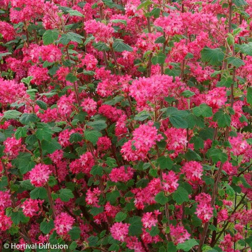 Blut-Johannisbeere Red Bross - Ribes sanguineum (Blüte)