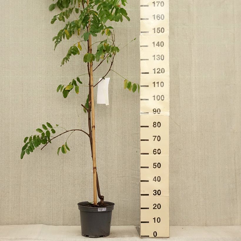 Exemplar von Robinia margaretta Georgia da Torino - Robinier rose - Pot de 7,5L/10L wie im Herbst geliefert