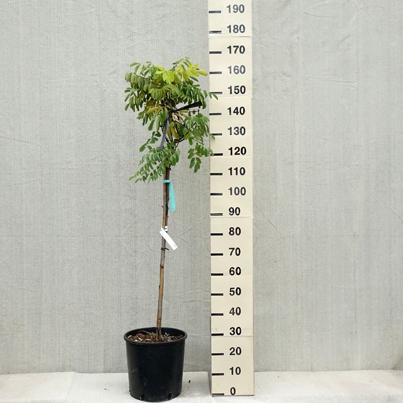 Exemplar von Robinia pseudoacacia Frisia - Robinier doré Demi-tige en pot de 18L/20L wie im Herbst geliefert