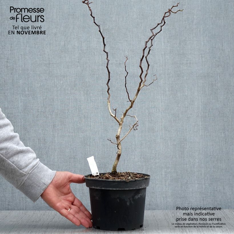 Exemplar von Robinia pseudoacacia Twisty Baby - Acacia nain tortueux Pot de 3L/4L wie im Herbst geliefert