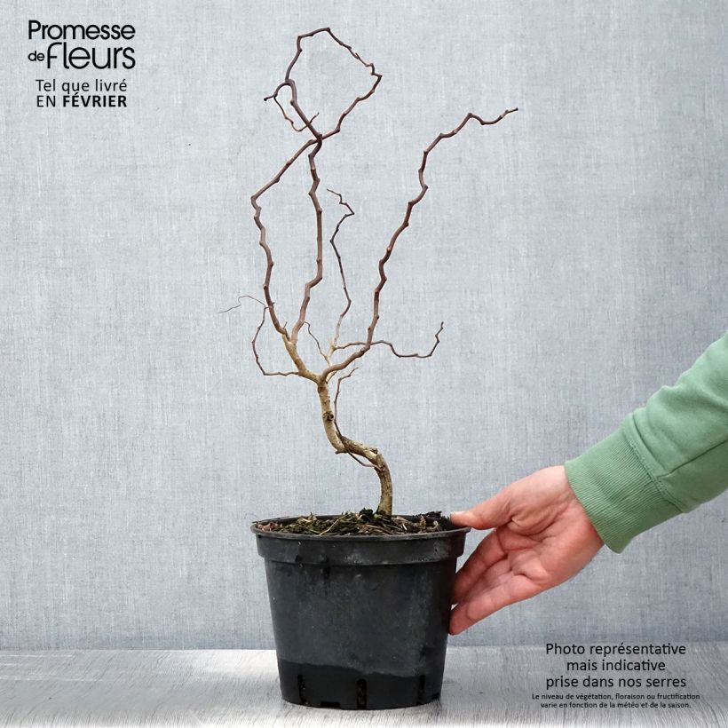 Exemplar von Robinia pseudoacacia Twisty Baby - Acacia nain tortueux Pot de 3L/4L wie im Winter geliefert