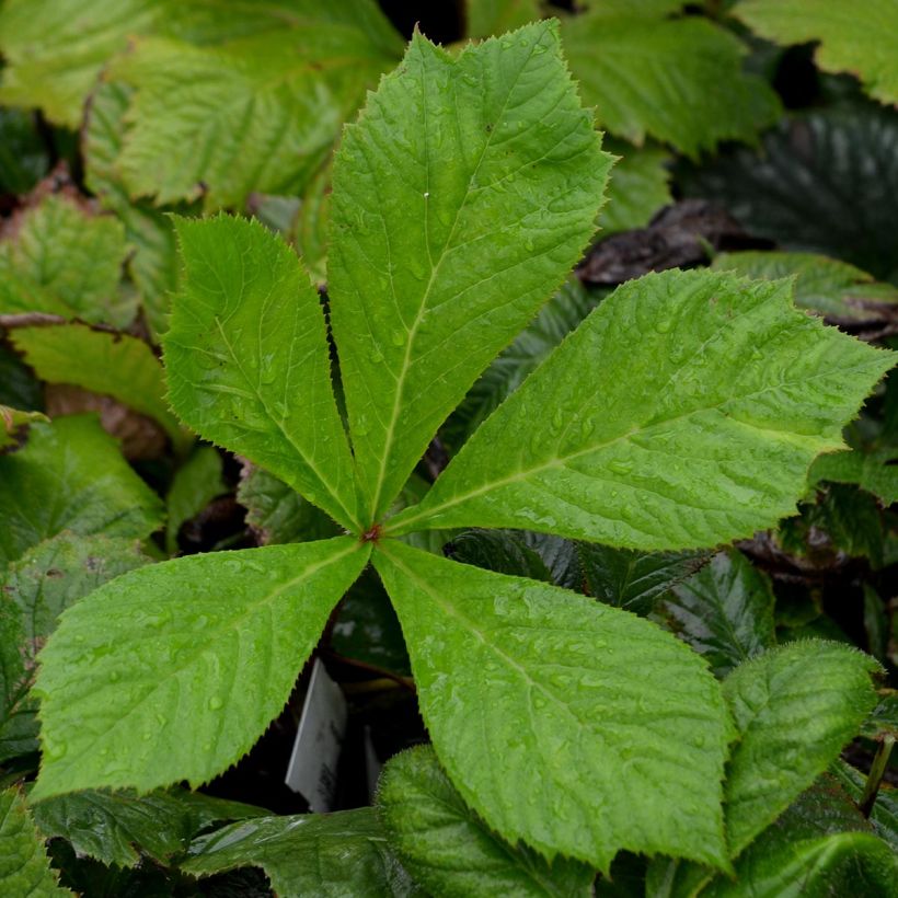 Rodgersia aesculifolia - Schaublatt (Laub)