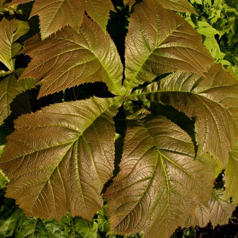 Rodgersia aesculifolia Irish Bronze - Schaublatt (Laub)