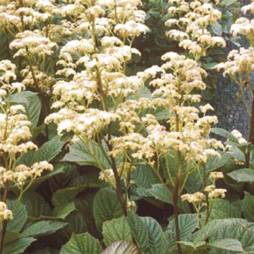 Rodgersia aesculifolia Irish Bronze - Schaublatt (Blüte)