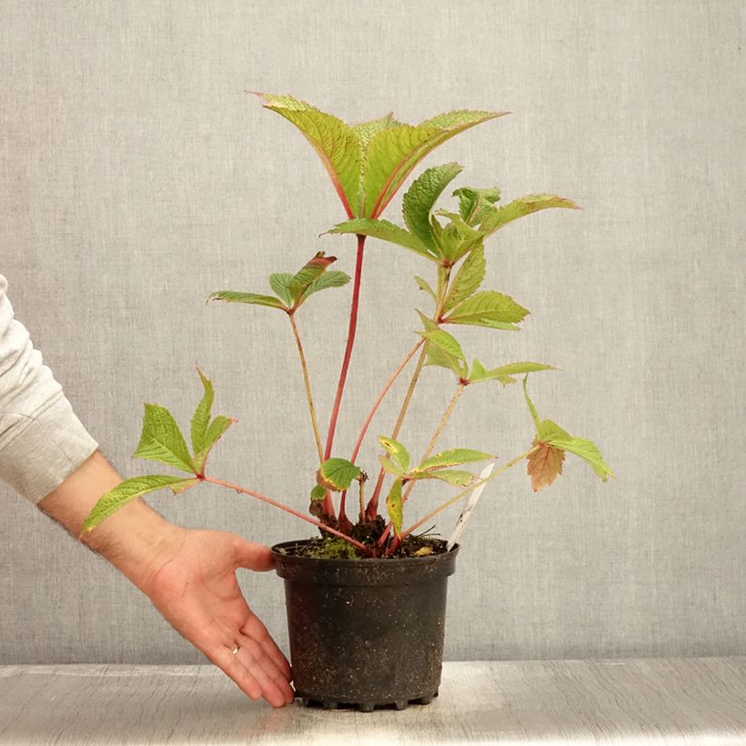 Exemplar von Rodgersia pinnata Chocolate Wings en pot de 2/3 litres wie im Herbst geliefert