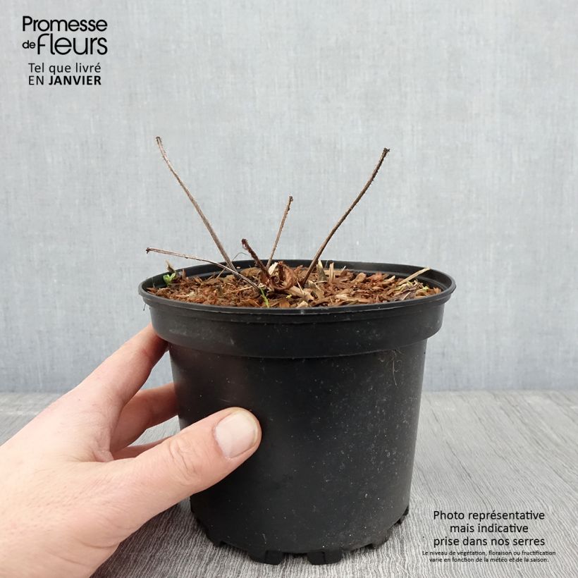 Exemplar von Rodgersia pinnata - Pot de 1L/1.5L wie im Winter geliefert