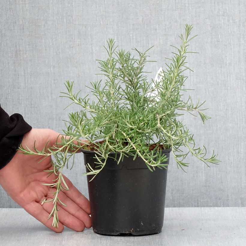 Exemplar von Rosmarin Pointe du Raz - Rosmarinus officinalis Topf mit 1,5L/2LGelieferte Höhe ca. 15/+cm wie im Winter geliefert