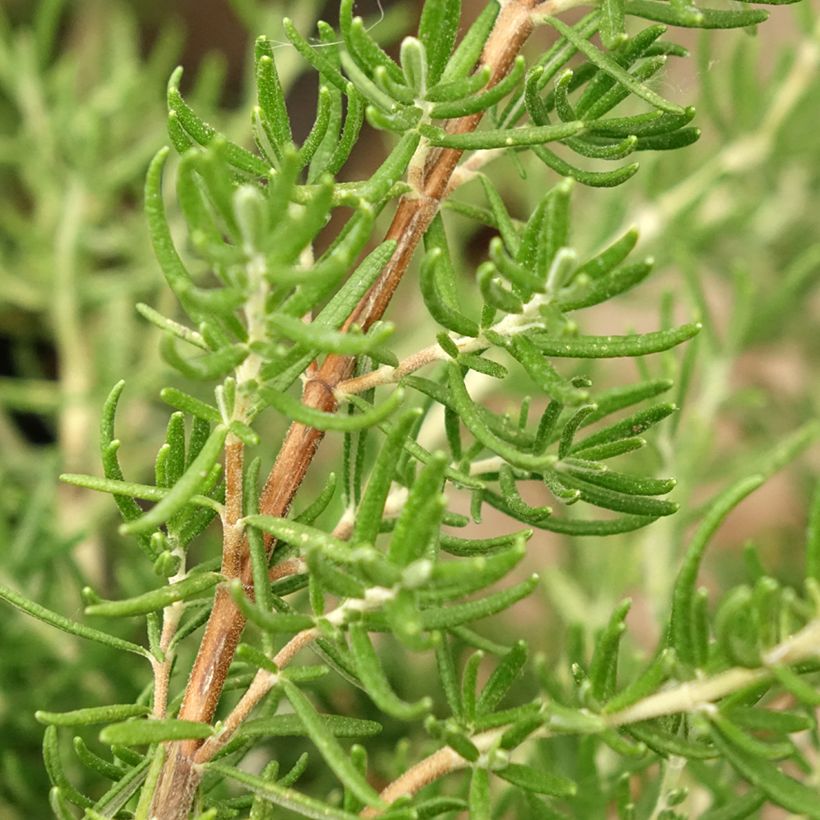 Rosmarin Majorca Pink - Rosmarinus officinalis (Laub)